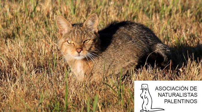 Financing of the first wildcat census in Europe - MTorres